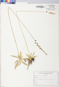 Aletris aurea image