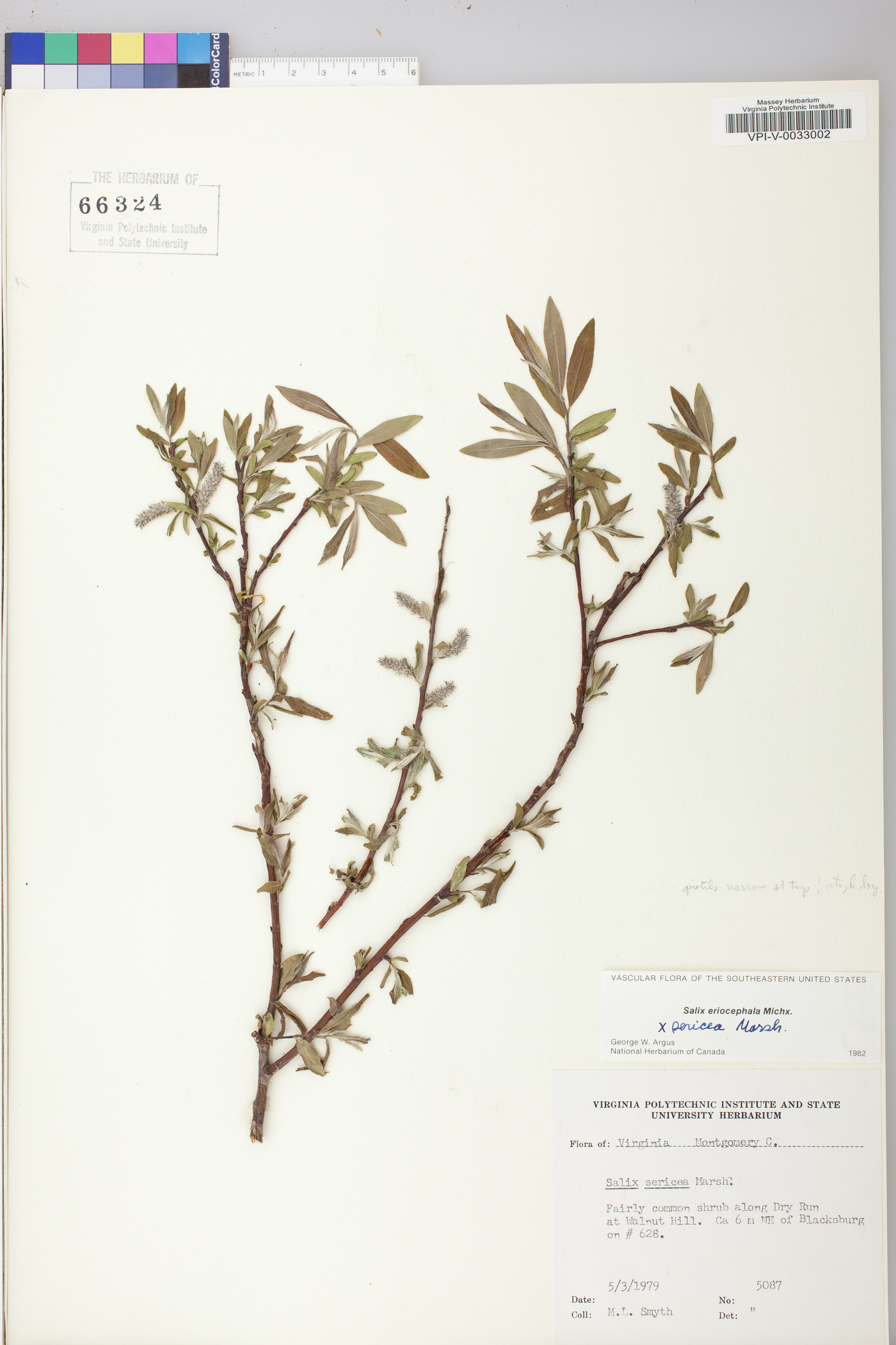Salix bebbii image