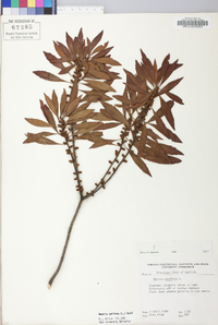 Myrica cerifera image