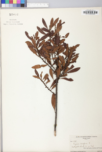 Myrica cerifera image