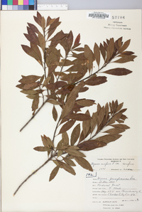 Myrica cerifera image