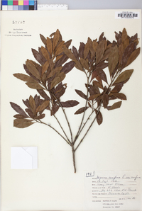 Myrica cerifera image