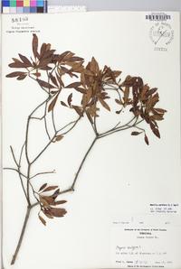 Myrica cerifera image