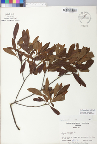 Myrica cerifera image