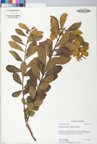 Myrica caroliniensis image