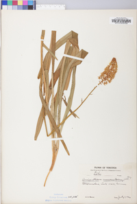 Amianthium muscitoxicum image