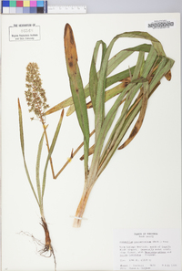 Amianthium muscitoxicum image