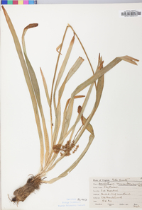 Amianthium muscitoxicum image