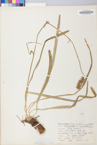 Amianthium muscitoxicum image