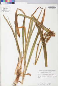 Amianthium muscitoxicum image