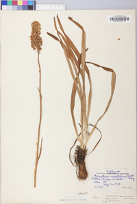 Amianthium muscitoxicum image