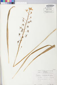 Camassia scilloides image