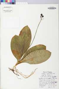 Clintonia borealis image