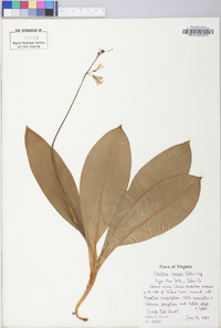 Clintonia borealis image