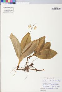 Clintonia borealis image