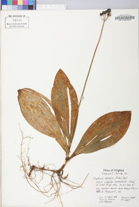 Clintonia borealis image