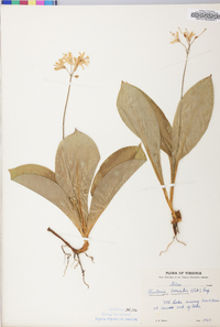 Clintonia borealis image