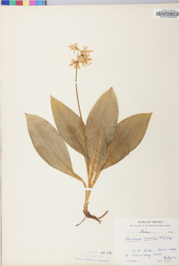 Clintonia borealis image