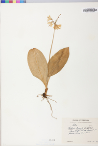 Clintonia borealis image