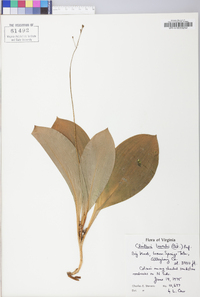 Clintonia borealis image