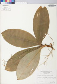 Clintonia umbellulata image