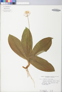Clintonia umbellulata image