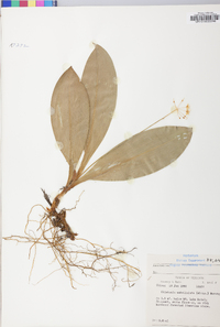 Clintonia umbellulata image