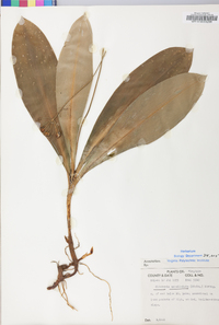 Clintonia umbellulata image