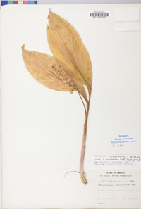 Convallaria majuscula image