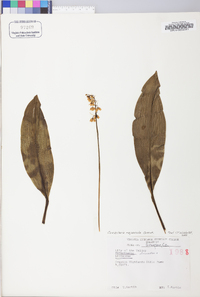 Convallaria majuscula image