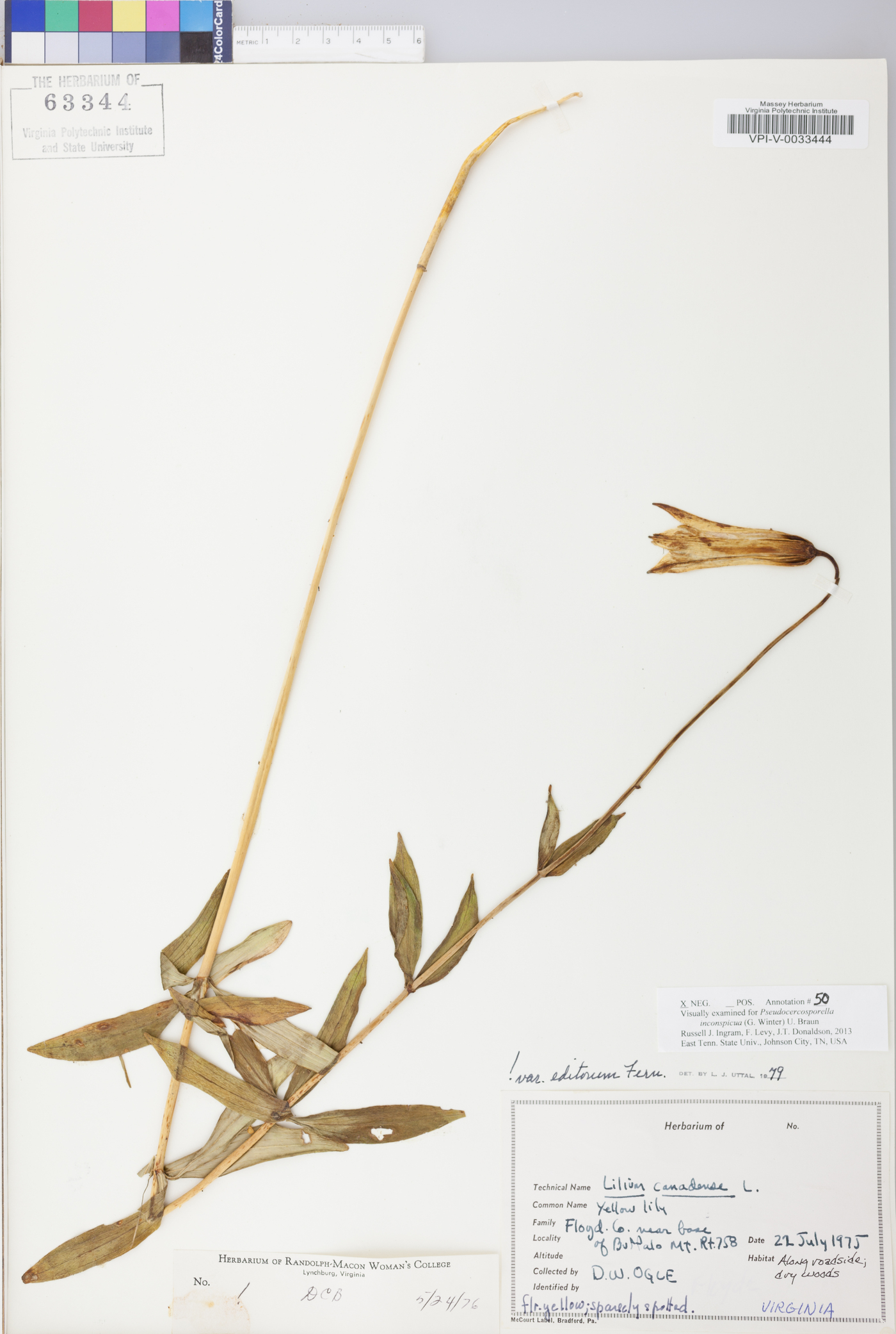 Lilium canadense image