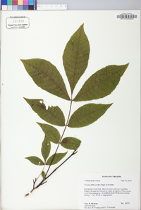 Carya pallida image