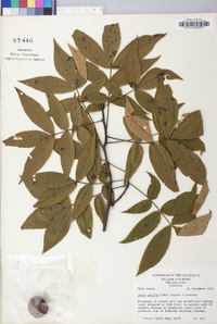 Carya pallida image