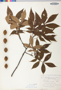 Carya pallida image