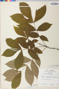 Carya pallida image