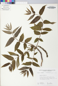 Juglans cinerea image