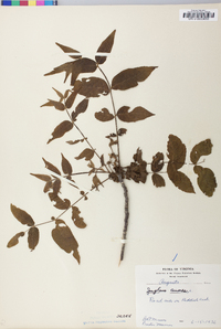 Juglans cinerea image