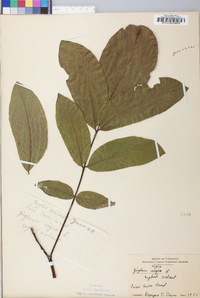 Juglans regia image