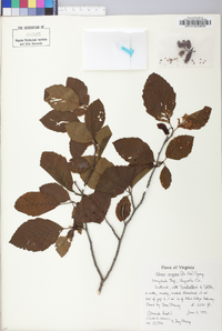 Alnus incana subsp. rugosa image