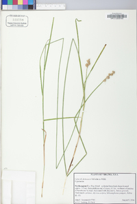 Carex festucacea image