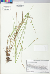 Carex festucacea image