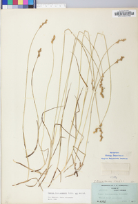 Carex festucacea image