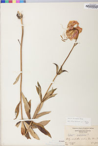 Lilium michauxii image