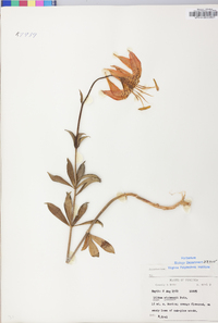 Lilium michauxii image