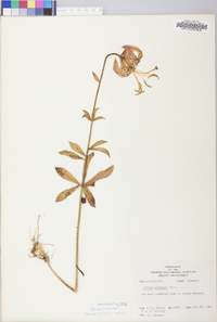 Lilium michauxii image