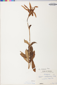 Lilium michauxii image