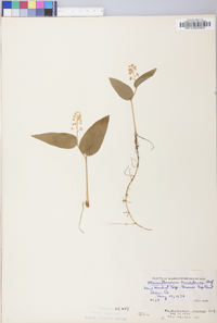 Maianthemum canadense image