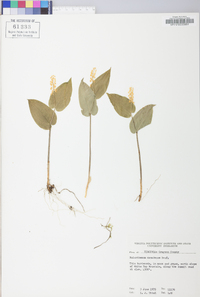 Maianthemum canadense image