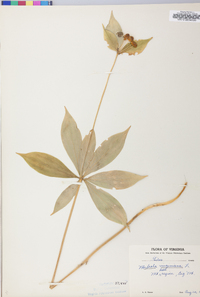 Medeola virginiana image