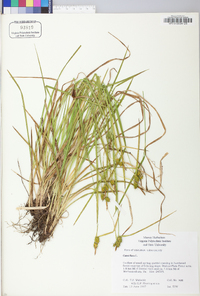 Carex flava image